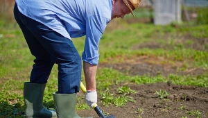 Dlaczego wapnowanie gleby jest potrzebne?