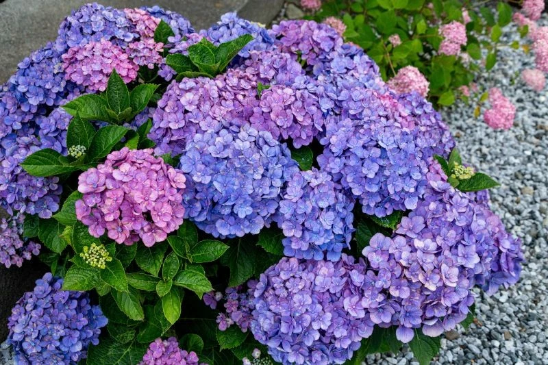 Przed sadzeniem hortensji warto zadbać o glebę na wybranym stanowisku