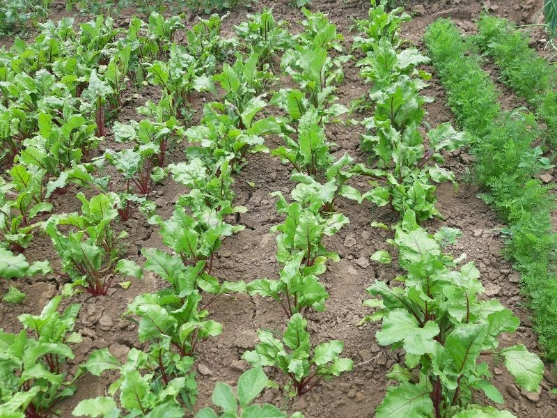 Gleba w warzywniku może wymagać wapnowania pod koniec sezonu
