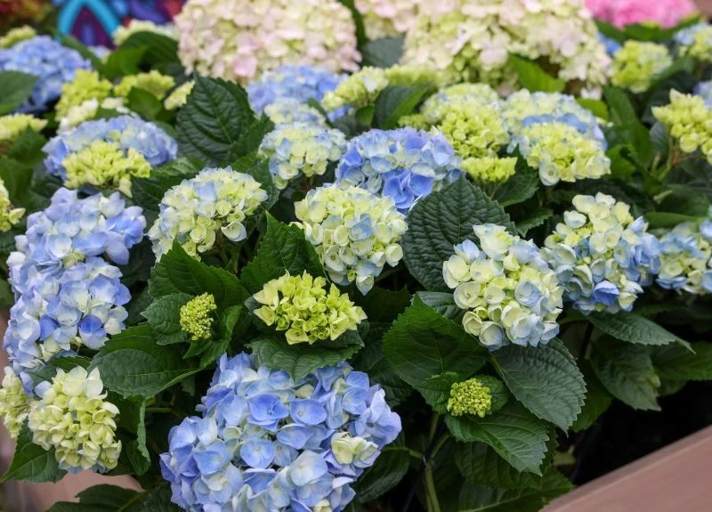 Co wrzucić do dołka przed posadzeniem hortensji