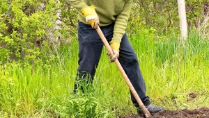 Naturalny wskaźnik jakości gleby. Jego właściwości przydają się w ogrodzie