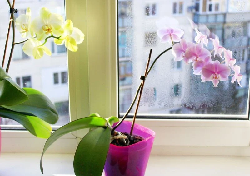 Karaluchy lubią różne zakamarki, ale chowają się też w doniczkach kwiatów np