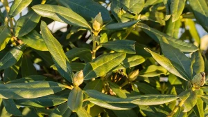 Jak przygotować glebę pod rododendrony?