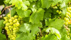 Co zrobić, aby winogrona nie pękały?