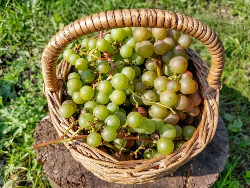 Dlaczego winogrona pękają