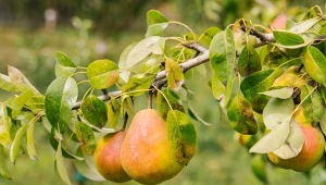 Mało kto pamięta o tej gruszy, a jej owoce nie mają sobie równych.