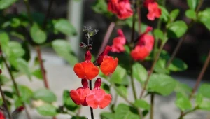 Niewielka, lecz pełna barw. Kwitnie nieprzerwanie do późnej jesieni