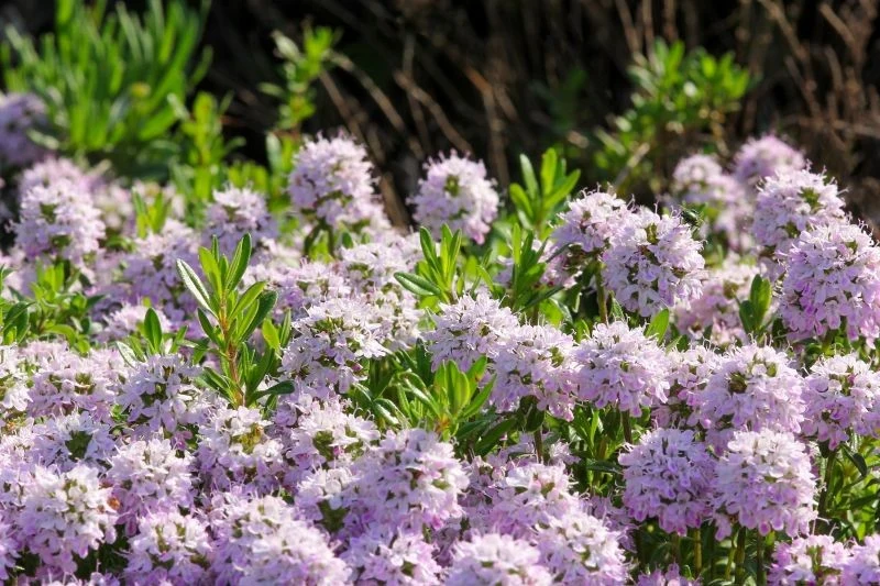 Jak uprawiać tymianek pospolity