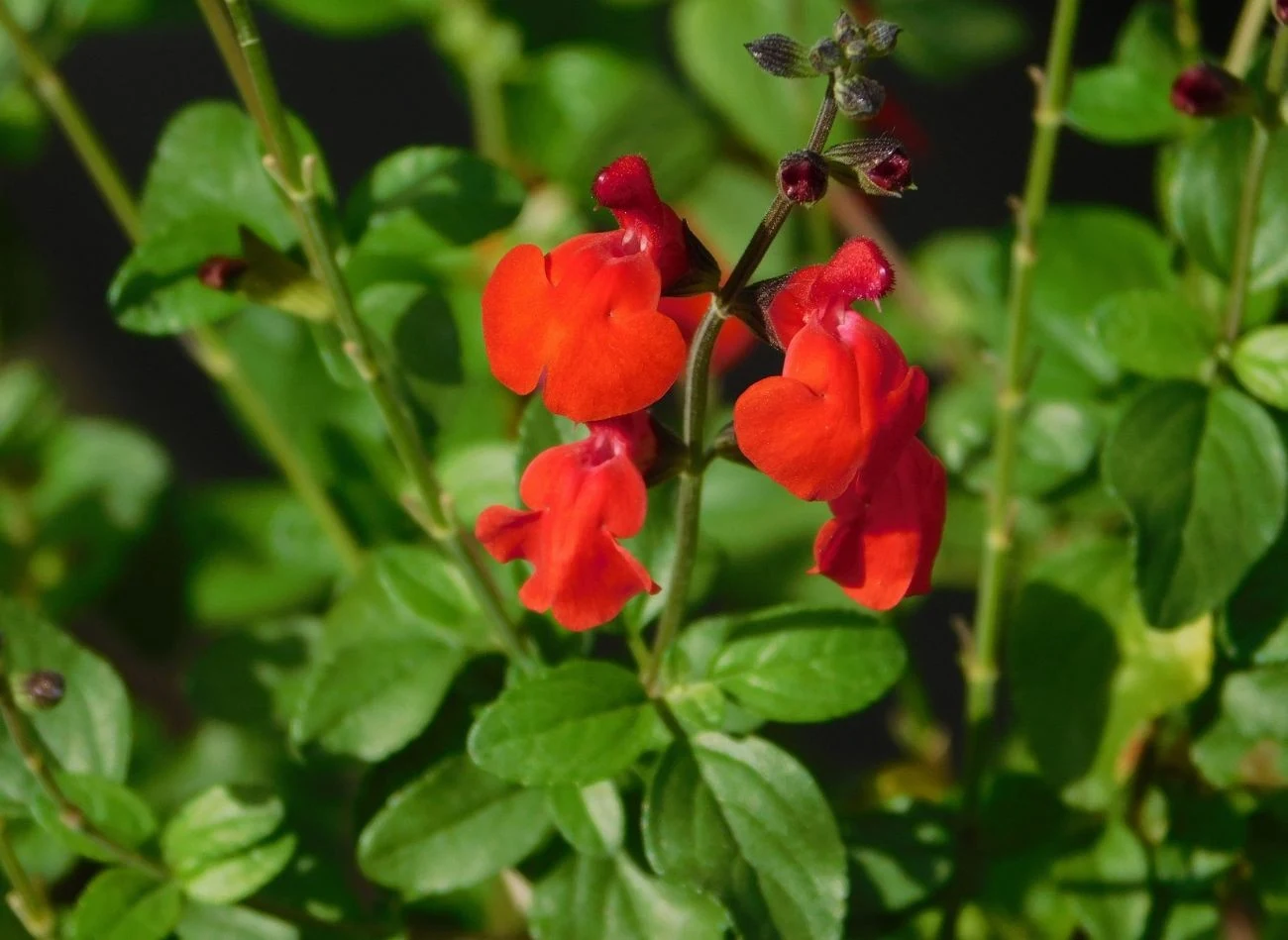 W tradycyjnej medycynie meksykańskiej liście szałwii greggii stosowano w leczeniu problemów trawiennych, kaszlu czy bólu zębów.