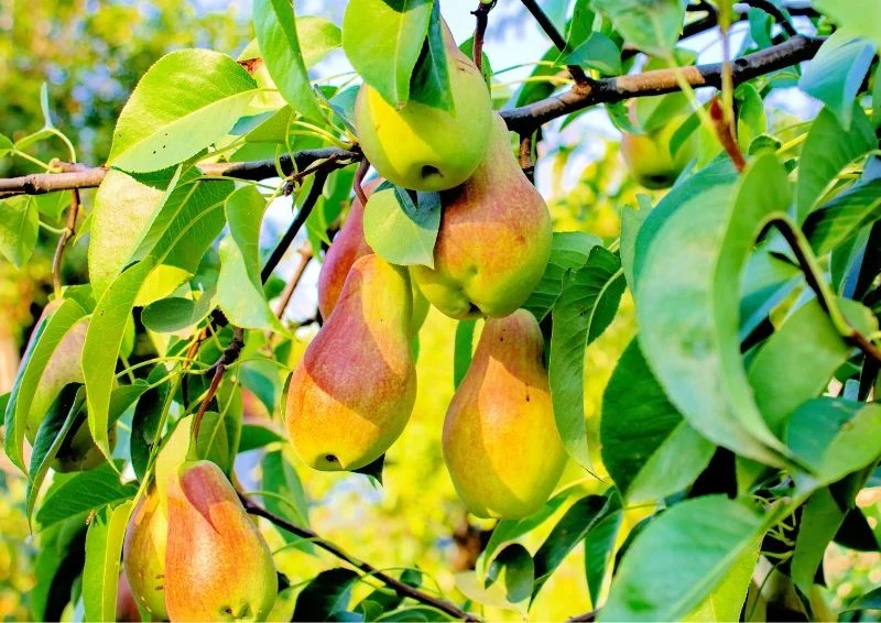 Gruszki komisówki rumienią się po nasłonecznionej stronie.