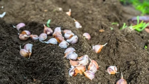 Poznaj najlepsze odmiany czosnku do sadzenia jesienią.