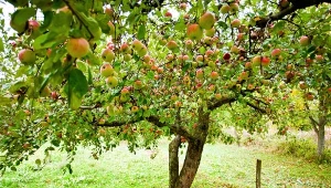 Jabłoń Kronselka często była uprawiana w przydomowych sadach.