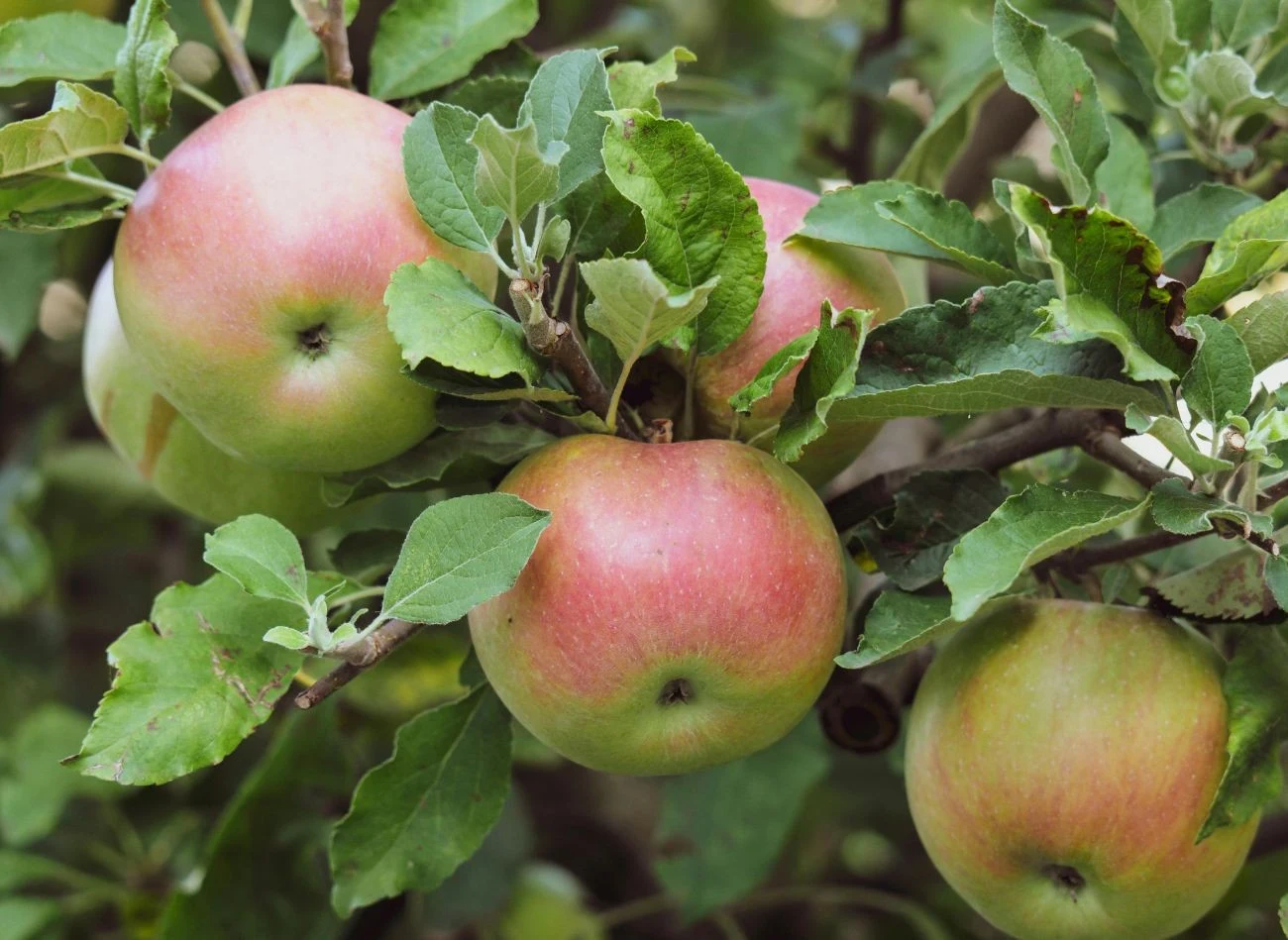 Owoce Kronselki charakteryzują się najwyższą zawartością witaminy C spośród wszystkich innych odmian jabłoni