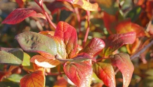 Czy zaczerwienione liście u borówki amerykańskiej są objawem choroby? Fot. Modfos/Canva Pro