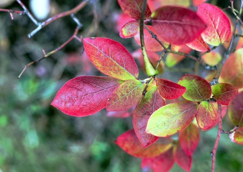 Czasem zaczerwienione liście borówki amerykańskiej świadczą o zbliżającej się jesieni.