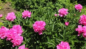 Jesienna pielęgnacja piwonii. Porady i triki na obfite kwitnienie wiosną