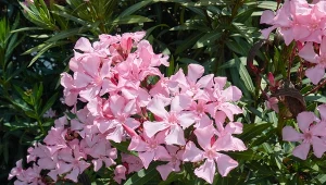 Podpowiadamy, kiedy przyciąć oleandra i jak to zrobić, by jeszcze lepiej kwitł.