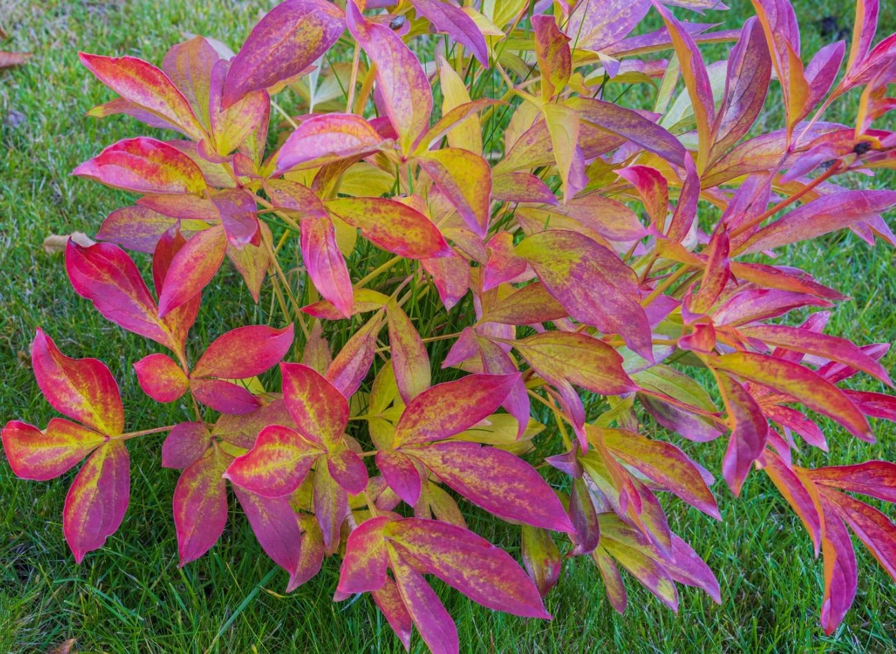Jesień to najlepszy czas na sadzenie piwonii, ale młode rośliny wymagają szczególnej troski.