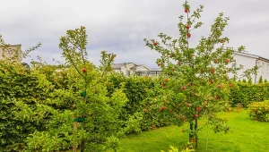 Poza drzewkami owocowymi w sadzie możesz uprawiać też inne rośliny, poprawiające jakość gleby.