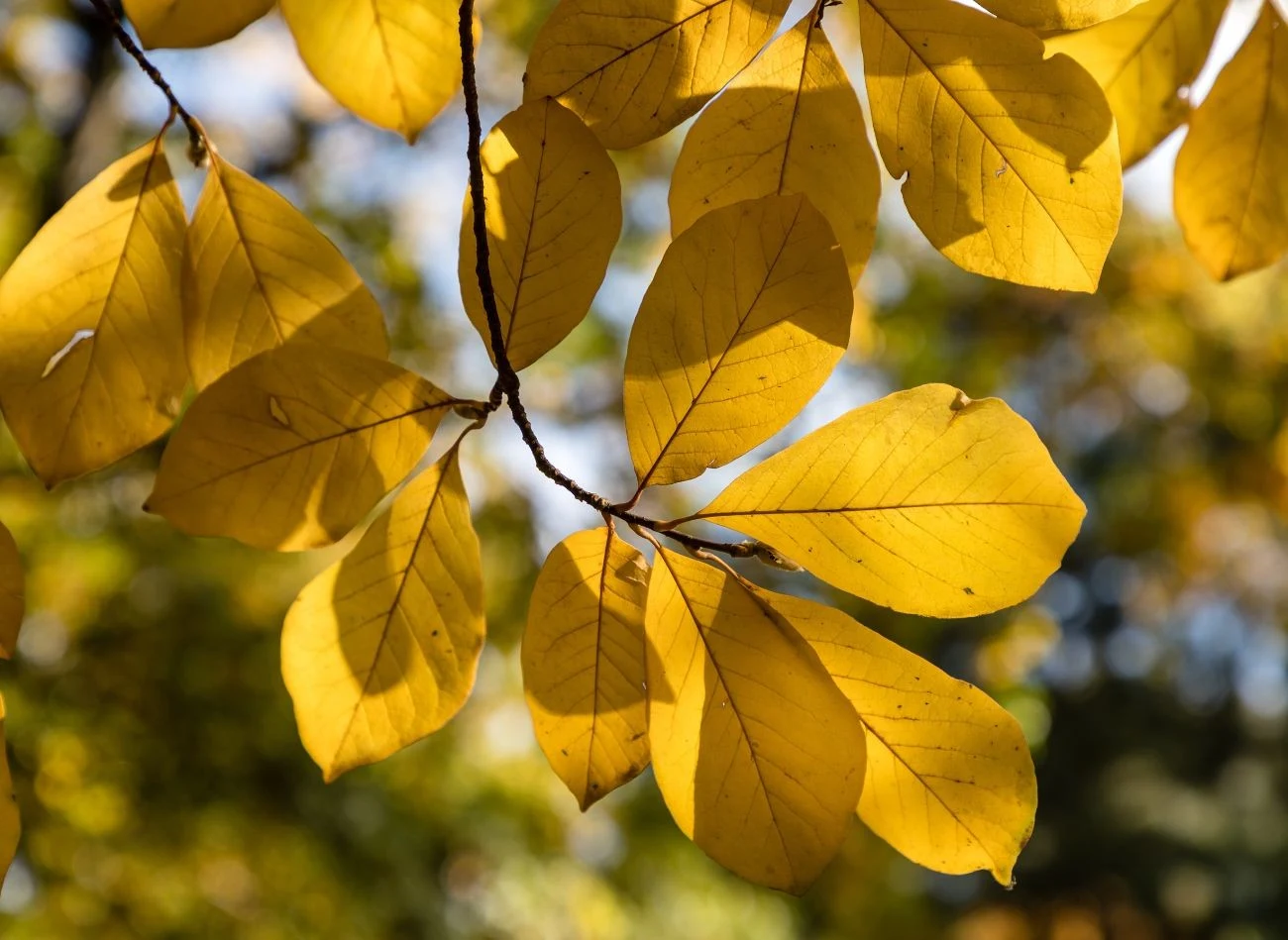 Aby zapobiec brązowieniu liści i kwiatów, należy zadbać o poprawę warunków uprawy magnolii.