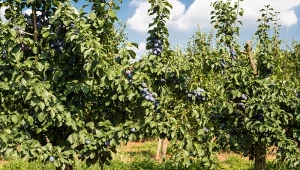 Gdy sadzisz drzewka owocowe, dokładnie zaplanuj ich bezpośrednie sąsiedztwo.