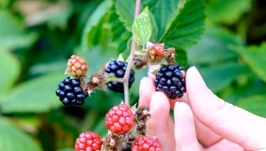 Termin cięcia jeżyn ma ogromne znacznie na przyszłe plonowanie.