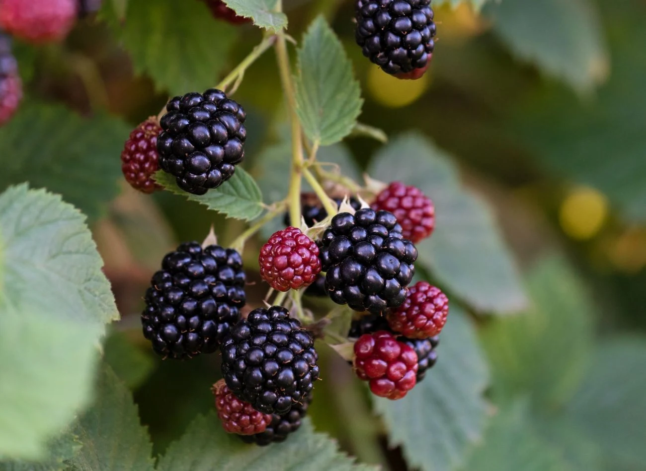 Jeżynę bezkolcową można przycinać dopiero w drugim roku od posadzenia.