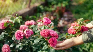 Jak przedłużyć kwitnienie róż jesienią? Wystarczy podsypać je we wrześniu, będą kwitły do przymrozków