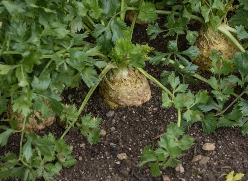 Seler korzeniowy jest wymagający, ale warto uprawiać go w ogrodzie