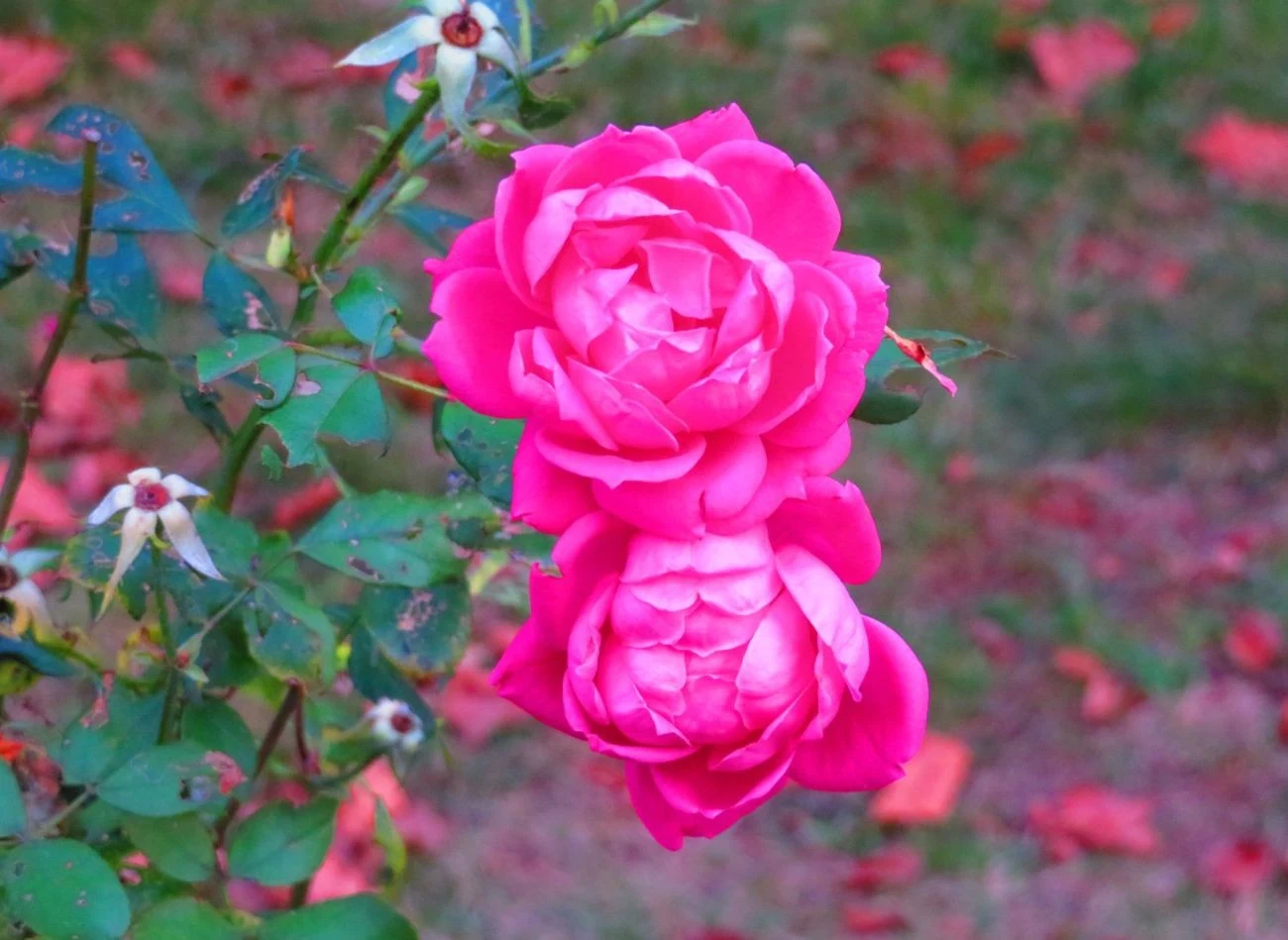 Sól Epsom może przyczynić się nie tylko do przedłużenia kwitnienia róż.