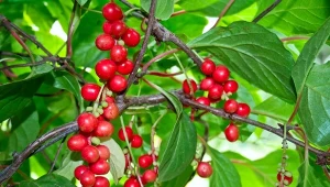 Czerwone korale nie tylko zdobią i osłaniają ogród. Warto uprawiać, bo owoce to kopania witamin