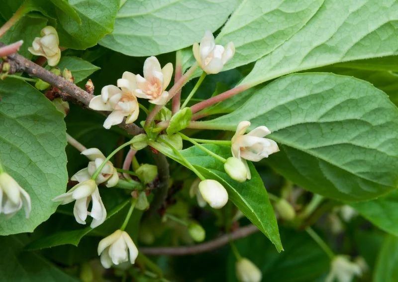 Cytryniec chiński kwitnie w maju i czerwcu, często na biało.