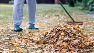 Czy można żądać, aby sąsiad posprzątał liście, które spadły z jego drzewa do naszego ogrodu?
