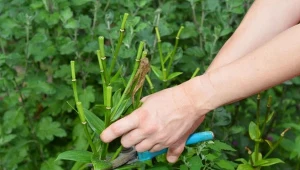 Lilie w trakcie kwitnienia wyglądają przepięknie, ale późnym latem tracą urok. Jak o nie wtedy zadbać?