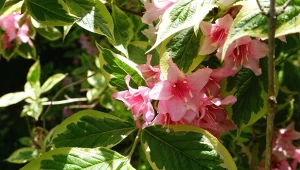 Krzewuszka cudowna ma stosunkowo niewielkie wymagania uprawowe, co czyni ją łatwą w pielęgnacji.