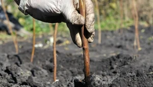 Posadź maliny jesienią i kontroluj ich wzrost, a zbierzesz mnóstwo pysznych owoców.