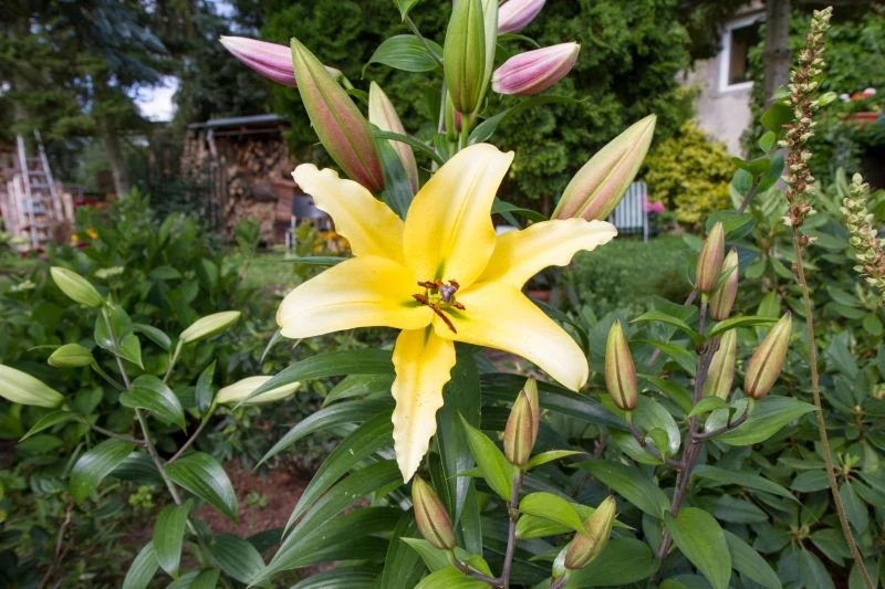 Późnym latem z przekwitłych lilii usuwamy jedynie fragment łodygi, by zapobiec tworzeniu się nasion