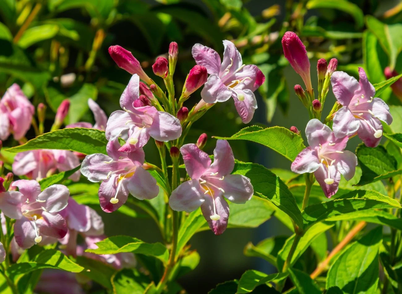 Krzewuszka nie wymaga regularnego, corocznego cięcia.