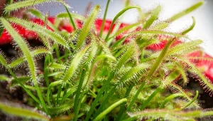 Rosiczki mają charakterystyczne liście pokryte włoskami wydzielającymi lepką substancję, która służy do wabienia, chwytania i unieruchamiania drobnych owadów.