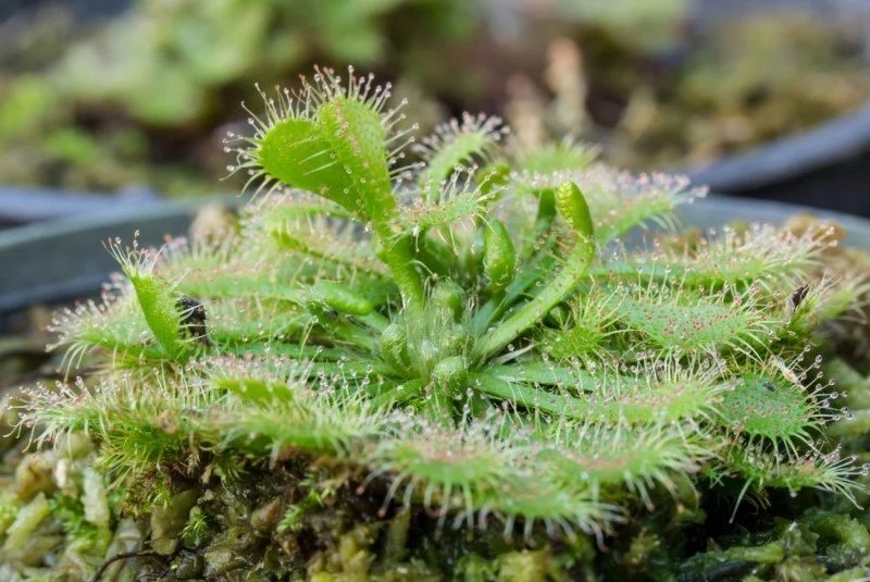 Drobne owady szybko przyklejają się do liści rosiczki.