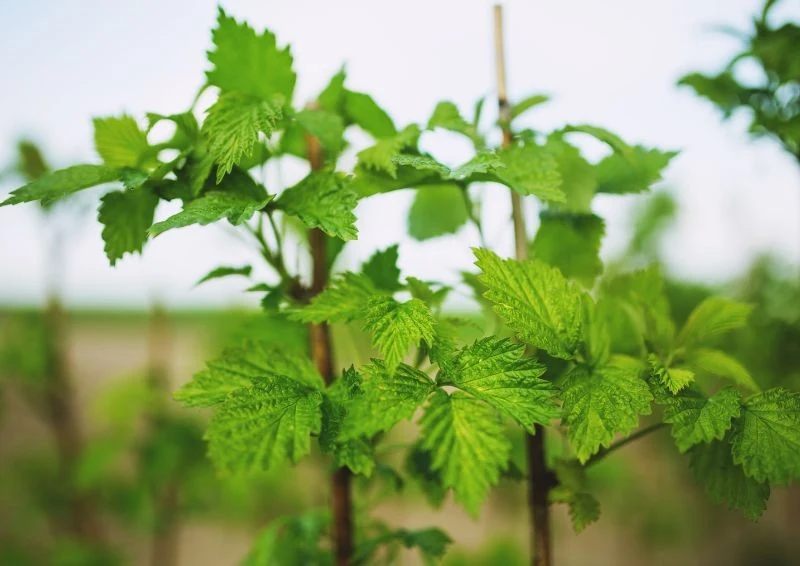 Maliny szybko rosną i owocują już w kolejnym roku po zasadzeniu.
