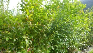 Ostatnie ściółkowanie krzewów owocowych. Sposób na większy plon