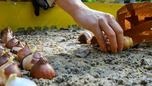 Nie wyrzucaj starych doniczek, przydadzą ci się w ogrodzie m.in. do sadzenia cebul i ochrony ich przed szkodanikami.