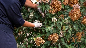 Nie wszystkie hortensje trzeba przycinać jesienią.