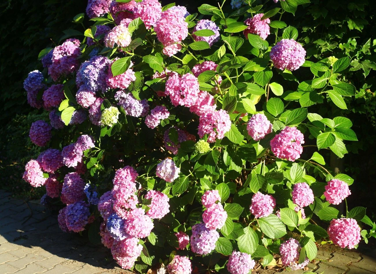 Jesienne cięcie hortensji ogrodowej może zahamować jej kwitnienie w kolejnym sezonie