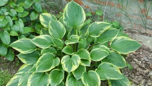 Cięcie host po kwitnieniu jest prostym zabiegiem, który szybko daje efekt.