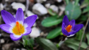 Jak uprawiać szafran? Możesz mieć własne zbiory najcenniejszej przyprawy