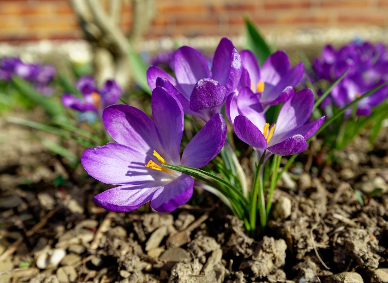Pierwsze kwiaty krokusa szafranowego pojawiają się zazwyczaj w drugiej połowie października i w listopadzie.
