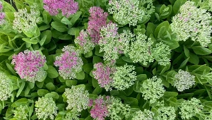 Uwielbia słońce, wytrzyma suszę i jałową glebę. Wrzesień to dobry czas na rozmnażanie rozchodników