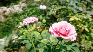 We wrześniu róże wymagają odrobinę uwagi, żeby znowu pięknie kwitnąć w kolejnym roku.